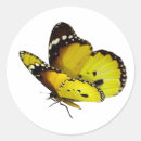 Search for yellow butterfly stickers Nature