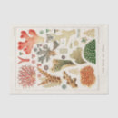 Search for coral reef tissue paper Vintage