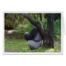 Search for gorilla photography Silverback