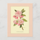 Search for apple tree blossoms postcards Botanical