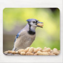 Search for jays mousepads Wild