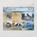 Search for valdes Patagonia