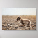 Search for lagopus posters Animal