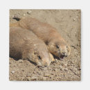 Search for yawning magnets Sleepy