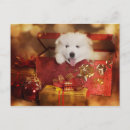 Search for samoyed dog postcards Beautiful