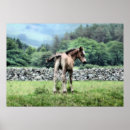Search for cute foals posters Ponies