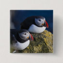 Search for puffins badges Europe