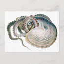 Search for squids postcards Octopi