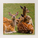 Search for herding photography Cute