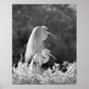 Search for alba posters Great egret