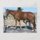 Search for hoof postcards Horses
