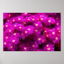 Search for aster posters Daisy