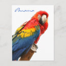 Search for macaw parrot postcards Scarlet