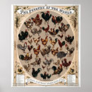 Search for poultry posters Fowl