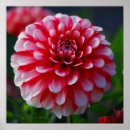 Search for macro flower posters Dahlia