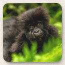 Search for ap barware Forest