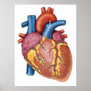 Search for blood vessels posters Medicine