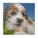 Search for puppy tiles Animal