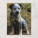 Search for heelers postcards Dog