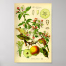 Search for vintage apple tree art Fruit