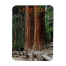 Search for sequoia magnets California