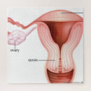 Search for anatomy puzzles Human body