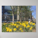 Search for daffodil posters Flowers