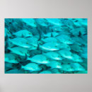 Search for aquarium backgrounds posters Aquatic