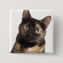 Search for tortoiseshell badges Tortie