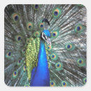 Search for bachmann stickers Colour