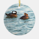Search for merganser duck Animals