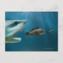 Search for aggressive postcards Nature