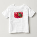 Search for hyla tshirts Pacific tree frog