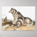 Search for canis posters Mammal
