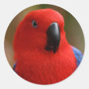 Search for red parrot stickers Tropical bird