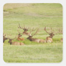 Search for bull elk stickers Nature