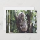 Search for koala baby postcards Wildlife