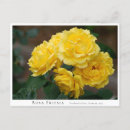 Search for freesias postcards Yellow