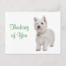 Search for westies postcards Thinking of you