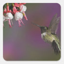 Search for ruby throated hummingbird stickers Male