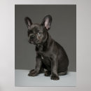 Search for blue french bulldog posters Puppy