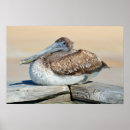 Search for pelican art Wildlife