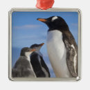 Search for frigidness Penguin