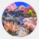 Search for saltwater aquarium stickers Ocean