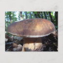 Search for boletus postcards Fungus