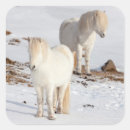 Search for icelandic horses stickers Foal