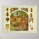 Search for honey bee art Illustration