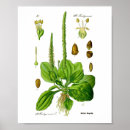 Search for edible posters Vintage