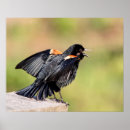 Search for blackbirds posters Red winged blackbird