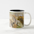 Search for vulpes vulpes mugs Young